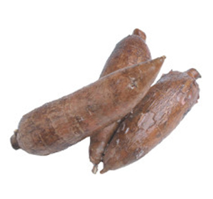 Manioc